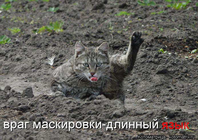 Котоматрица: враг маскировки-длинный  язык