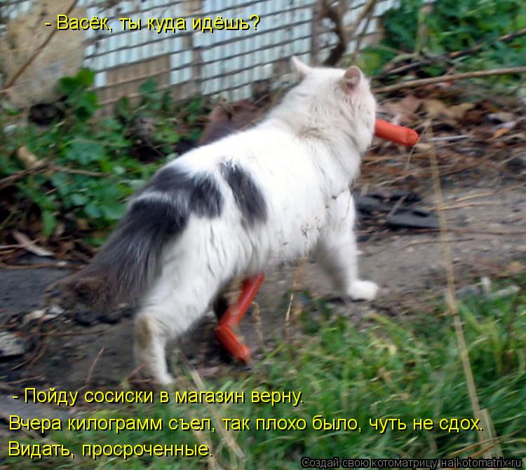 Котоматрица: - Васёк, ты куда идёшь? - Пойду сосиски в магазин верну. Вчера килограмм съел, так плохо было, чуть не сдох. Видать, просроченные.