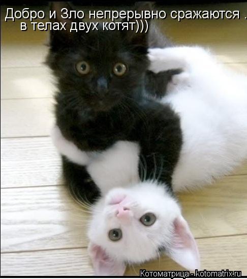 Котоматрица: Добро и Зло непрерывно сражаются ... в телах двух котят)))
