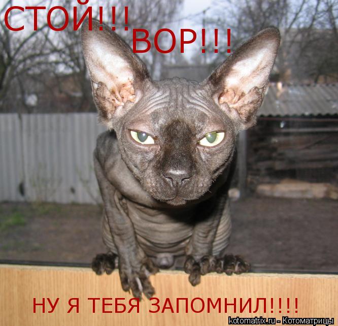 Котоматрица: СТОЙ!!! НУ Я ТЕБЯ ЗАПОМНИЛ!!!! ВОР!!!