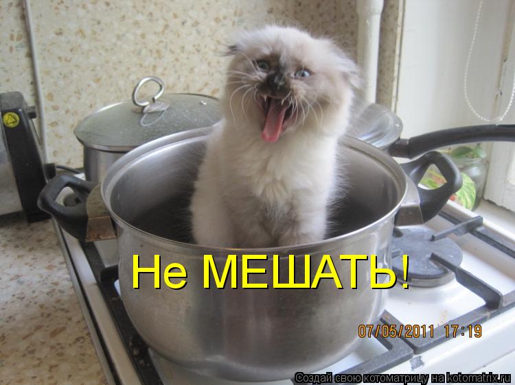 Не МЕШАТЬ!... Котоматрица: Не МЕШАТЬ!