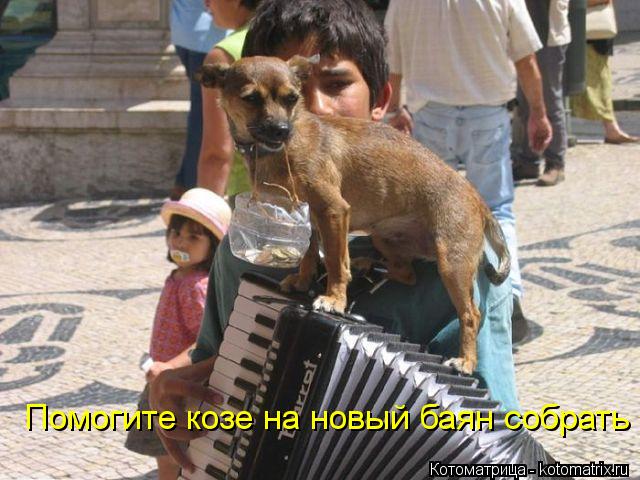 Помогите козе на новый баян собрать... Котоматрица: Помогите козе на новый баян собрать