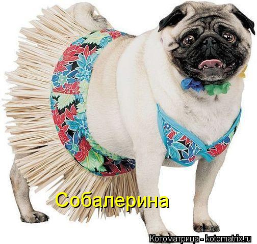 Котоматрица: Собалерина