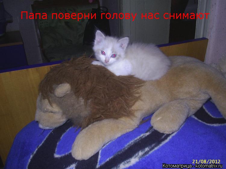 Котоматрица: Папа поверни голову нас снимают