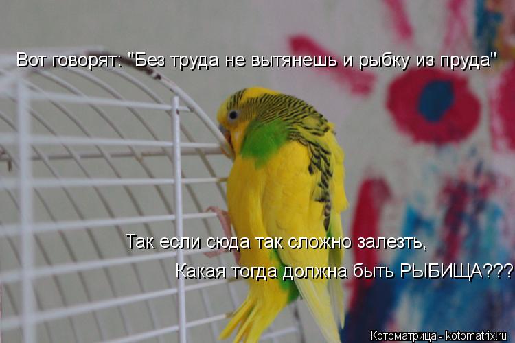 Вот говорят: "Без труда не вытянешь и рыбку из пруда" Так если сюда так сложно залезть, Какая тогда д... Котоматрица: Вот говорят: "Без труда не вытянешь и рыбку из пруда" Так если сюда так сложно залезть, Какая тогда должна быть РЫБИЩА???