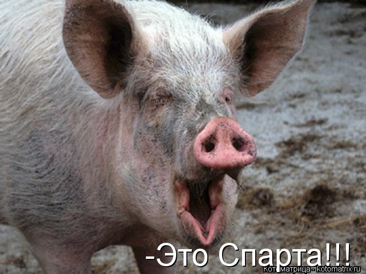 Котоматрица: -Это Спарта!!!