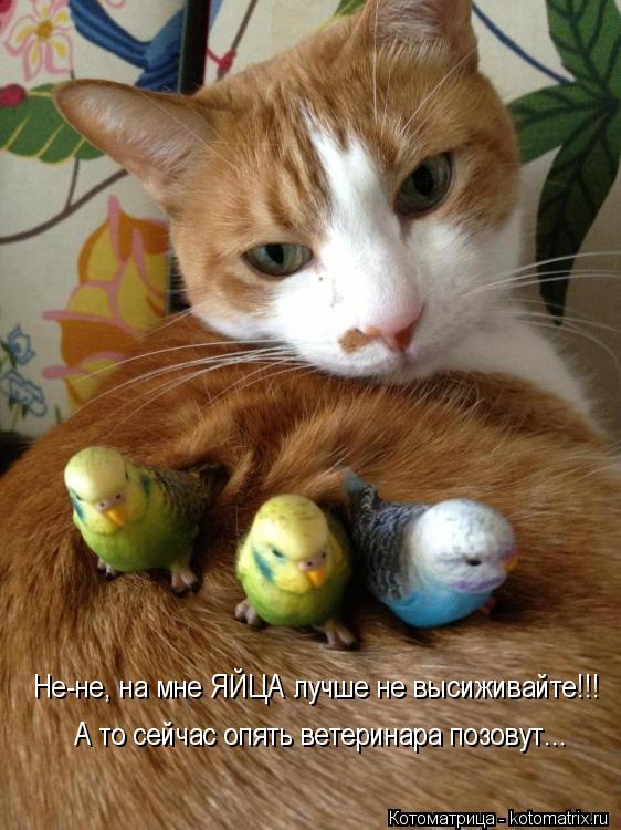 Не-не, на мне ЯЙЦА лучше не высиживайте!!! А то сейчас опять ветеринара позовут...... Котоматрица: Не-не, на мне ЯЙЦА лучше не высиживайте!!! А то сейчас опять ветеринара позовут...