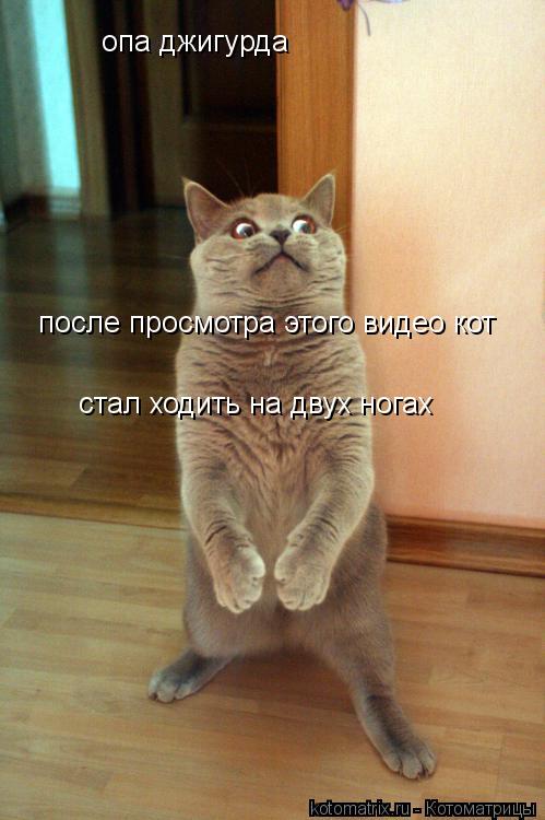 Котоматрица: опа джигурда стал ходить на двух ногах после просмотра этого видео кот