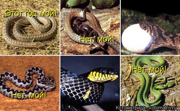 Этот год мой! Нет, мой! Нет, мой! Нет, мой!... Котоматрица: Этот год мой! Нет, мой! Нет, мой! Нет, мой!