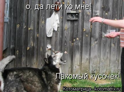 Котоматрица: о, да лети ко мне!  Лакомый кусочек!