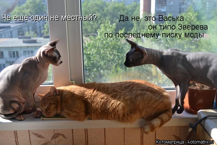 Че еще один не местный? Да не, это Васька он типо Зверева по последнему писку моды... Котоматрица: Че еще один не местный? Да не, это Васька он типо Зверева по последнему писку моды