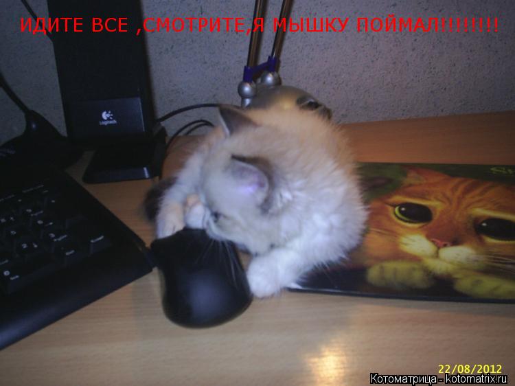 Котоматрица: ИДИТЕ ВСЕ ,СМОТРИТЕ,Я МЫШКУ ПОЙМАЛ!!!!!!!!