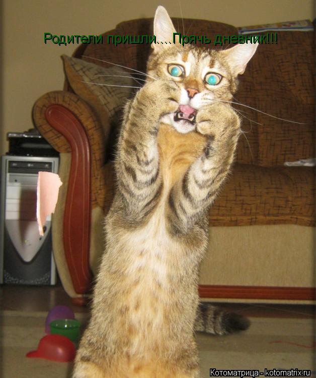 Котоматрица: Родители пришли....Прячь дневник!!!