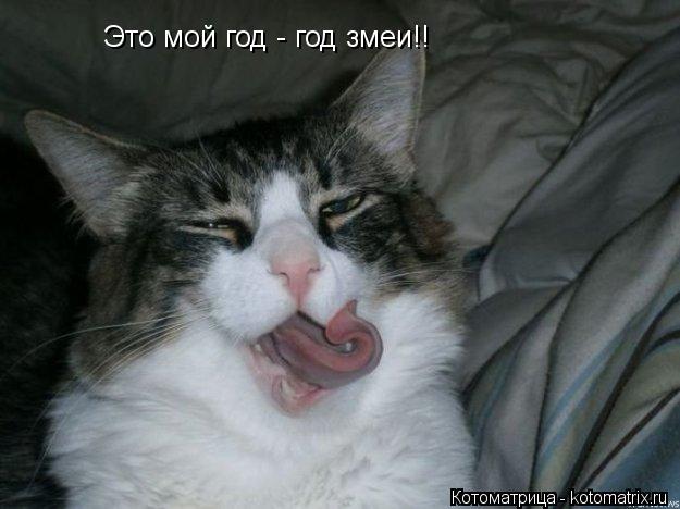 Это мой год - год змеи!!... Котоматрица: Это мой год - год змеи!!