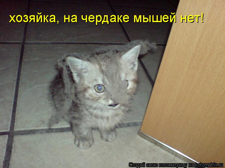 хозяйка, на чердаке мышей нет!... Котоматрица: хозяйка, на чердаке мышей нет!