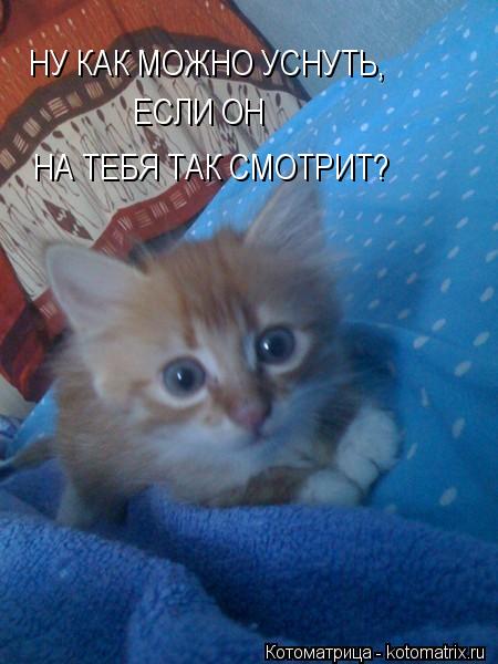 Котоматрица: НУ КАК МОЖНО УСНУТЬ,     ЕСЛИ ОН   НА ТЕБЯ ТАК СМОТРИТ?