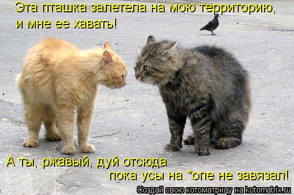 Эта пташка залетела на мою территорию, и мне ее хавать! А ты, ржавый, дуй отсюда пока усы на *опе не... Котоматрица: Эта пташка залетела на мою территорию, и мне ее хавать! А ты, ржавый, дуй отсюда пока усы на *опе не завязал!
