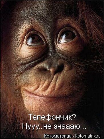 Телефончик? Нууу..не знаааю...... Котоматрица: Телефончик? Нууу..не знаааю...