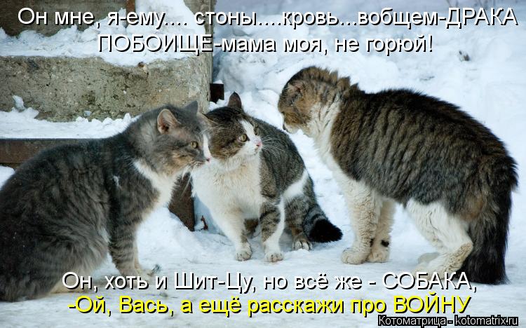 Котоматрица: Он мне, я-ему.... стоны....кровь...вобщем-ДРАКА ПОБОИЩЕ-мама моя, не горюй! Он, хоть и Шит-Цу, но всё же - СОБАКА, -Ой, Вась, а ещё расскажи про ВОЙНУ