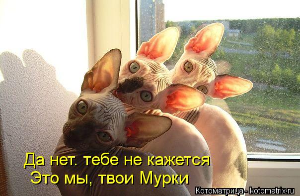 Да нет. тебе не кажется Это мы, твои Мурки... Котоматрица: Да нет. тебе не кажется Это мы, твои Мурки