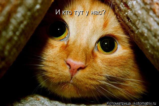 И кто тут у нас?... Котоматрица: И кто тут у нас?