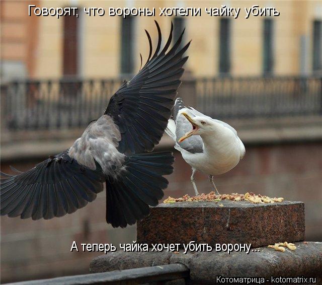 Котоматрица: Говорят, что вороны хотели чайку убить А теперь чайка хочет убить ворону...