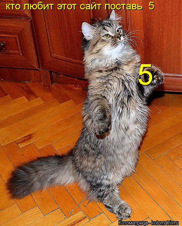 Котоматрица: кто любит этот сайт поставь  5 5