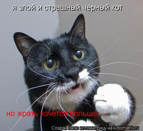 Котоматрица: я злой и страшный черный кот  но жрать хочется больше