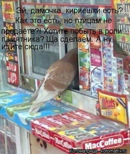 Котоматрица: Эй, дамочка, кириешки есть?  Как это есть, но птицам не  продаёте?! Хотите побыть в роли  памятника? Ща сделаем. А ну, идите сюда!!!