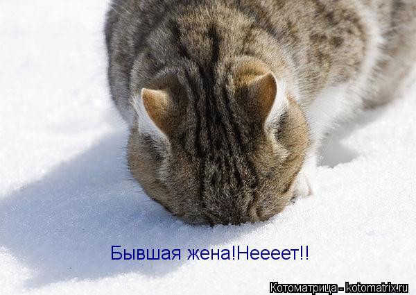 Бывшая жена!Неееет!!... Котоматрица: Бывшая жена!Неееет!!
