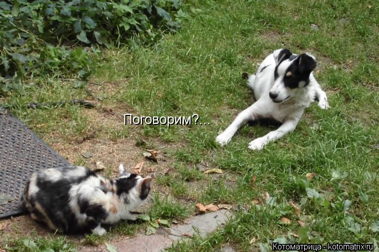Котоматрица: Поговорим?...
