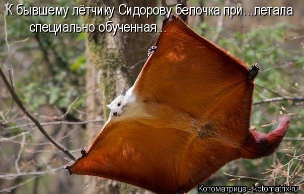 Котоматрица: К бывшему лётчику Сидорову белочка при...летала специально обученная...