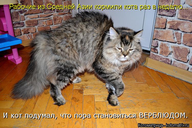 И кот подумал, что пора становиться ВЕРБЛЮДОМ. Рабочие из Средней Азии кормили кота раз в неделю...... Котоматрица: И кот подумал, что пора становиться ВЕРБЛЮДОМ. Рабочие из Средней Азии кормили кота раз в неделю...