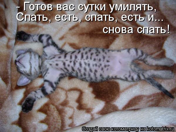 Котоматрица: - Готов вас сутки умилять, Спать, есть, спать, есть и... снова спать!