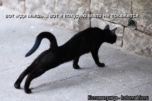 Котоматрица: вот жди мышь... вот я похудею мало не покажется