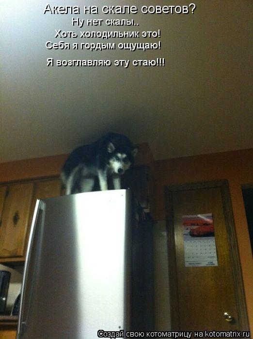 Котоматрица: Акела на скале советов? Ну нет скалы.. Хоть холодильник это! Себя я гордым ощущаю! Я возглавляю эту стаю!!!