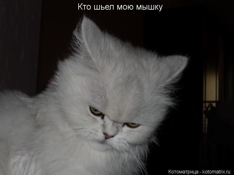 Кто шьел мою мышку... Котоматрица: Кто шьел мою мышку