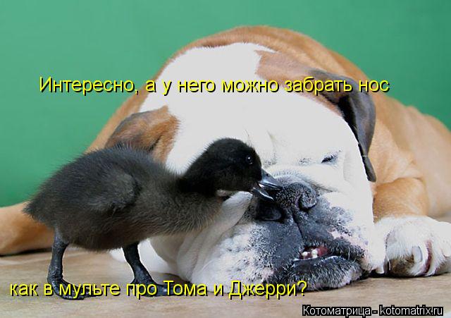Котоматрица: Интересно, а у него можно забрать нос как в мульте про Тома и Джерри?