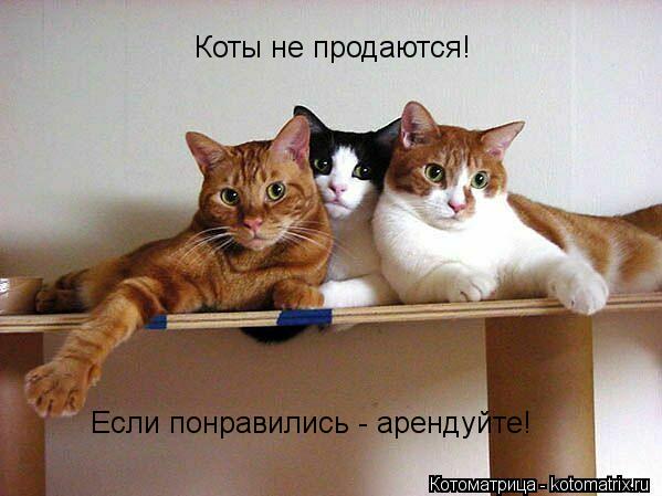 Коты не продаются! Если понравились - арендуйте!... Котоматрица: Коты не продаются! Если понравились - арендуйте!