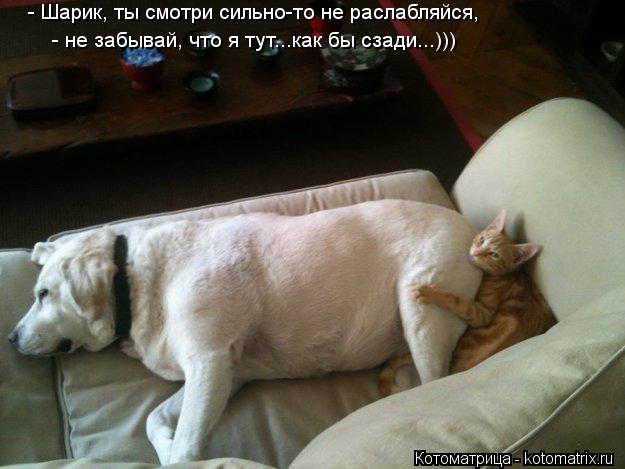 Котоматрица: - Шарик, ты смотри сильно-то не раслабляйся, - не забывай, что я тут...как бы сзади...)))