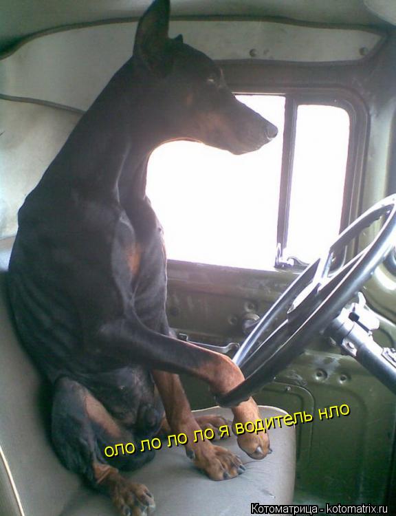 оло ло ло ло я водитель нло... Котоматрица: оло ло ло ло я водитель нло