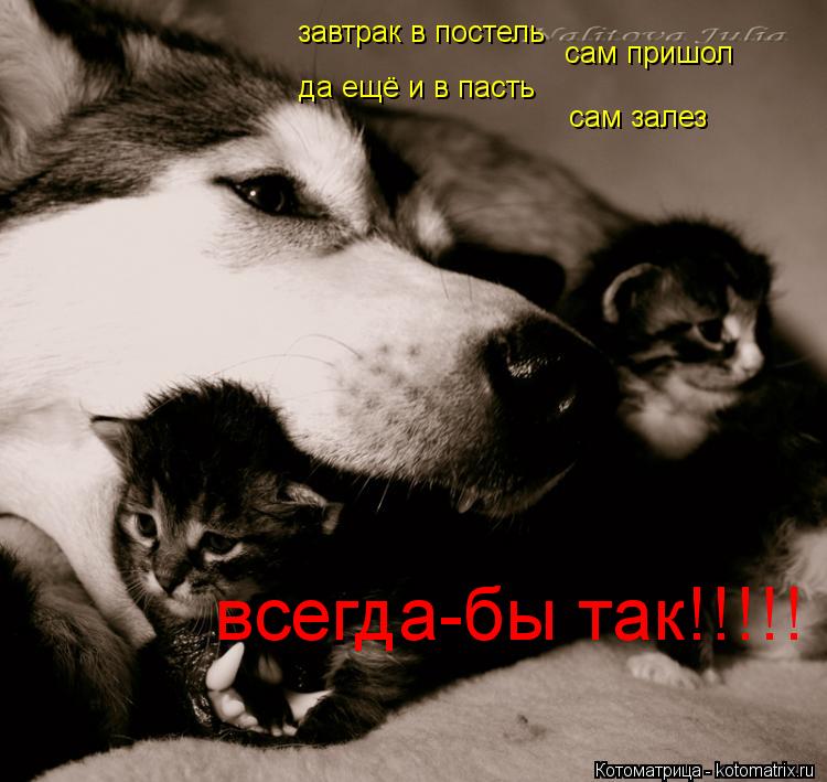 Котоматрица: завтрак в постель сам пришол да ещё и в пасть сам залез всегда-бы так!!!!!