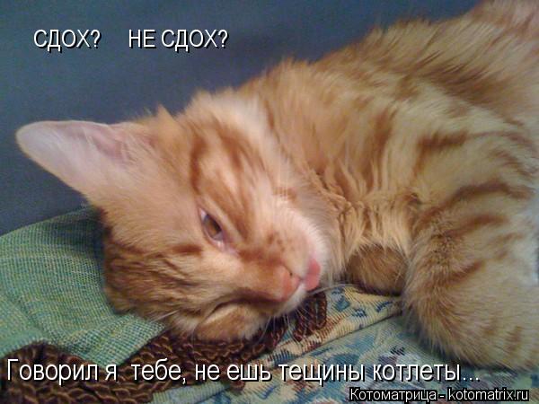 Котоматрица: СДОХ?     НЕ СДОХ? Говорил я  тебе, не ешь тещины котлеты...