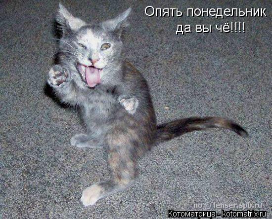 Опять понедельник да вы чё!!!!... Котоматрица: Опять понедельник да вы чё!!!!