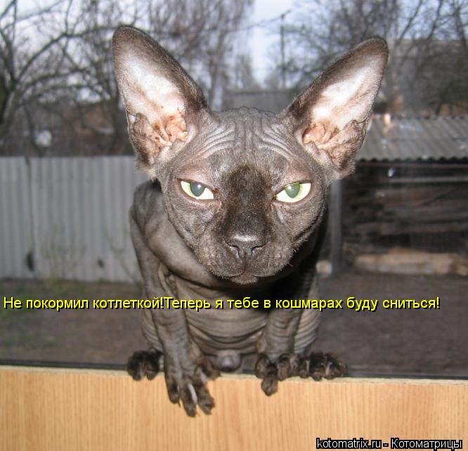 Не покормил котлеткой!Теперь я тебе в кошмарах буду сниться!... Котоматрица: Не покормил котлеткой!Теперь я тебе в кошмарах буду сниться!