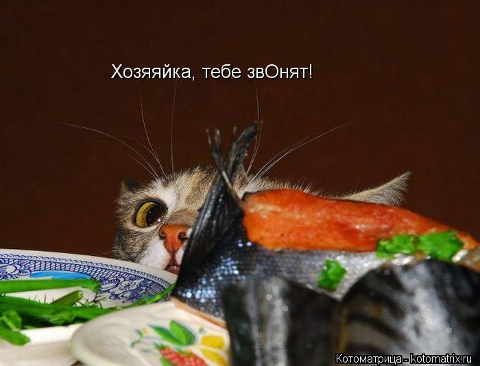 Хозяяйка, тебе звОнят!... Котоматрица: Хозяяйка, тебе звОнят!