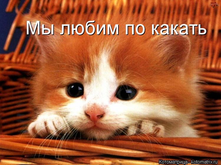 Котоматрица: Мы любим по какать