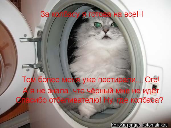 Котоматрица: За колбасу я готова на всё!!! Тем более меня уже постирали... Ого! А я не знала. что чёрный мне не идёт. Спасибо отбеливателю! Ну, где колбаса?