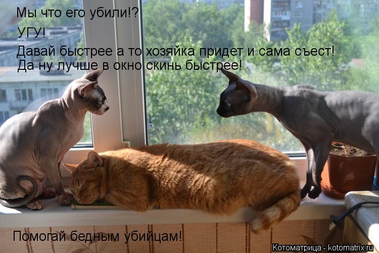 Котоматрица: Мы что его убили!? УГУ! Давай быстрее а то хозяйка придет и сама съест! Да ну лучше в окно скинь быстрее! Помогай бедным убийцам!