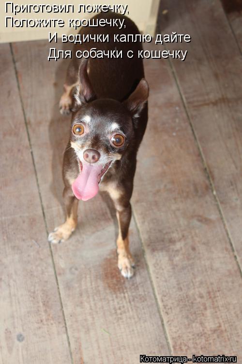 Приготовил ложечку, Положите крошечку, И водички каплю дайте Для собачки с кошечку... Котоматрица: Приготовил ложечку, Положите крошечку, И водички каплю дайте Для собачки с кошечку